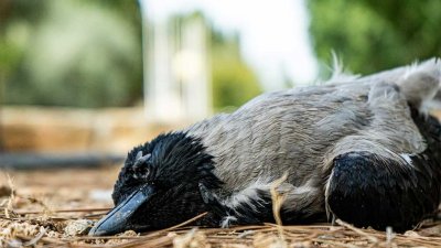 Сибирский поселок засыпало мертвыми воронами, погибли сотни птиц (ВИДЕО)