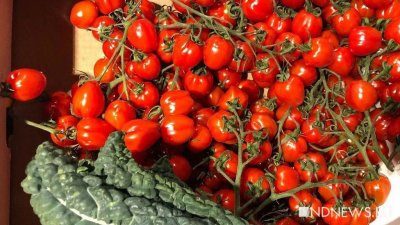 В турецких помидорах обнаружили вирус коричневой морщинистости