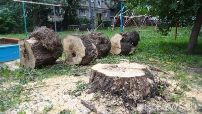 В Екатеринбурге вырубят и обрежут 23 тысячи деревьев