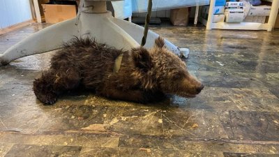 На Южном Урале спасли медвежонка-сироту