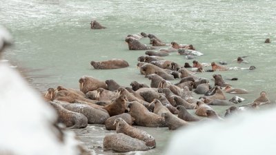 На Ямале ученые наблюдают за уникальным лежбищем атлантических тюленей – другого такого в мире больше нет