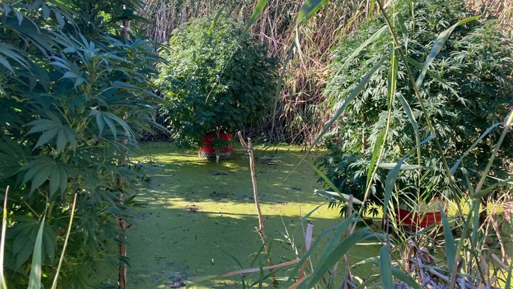Наркодельцы выращивали коноплю на болоте под Волгоградом