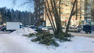 В Челябинске во время снегопада решили полить деревья