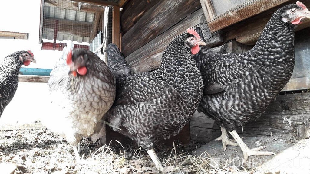 Птицефабрика «Боровская» закончила сжигать 4 миллиона тушек кур
