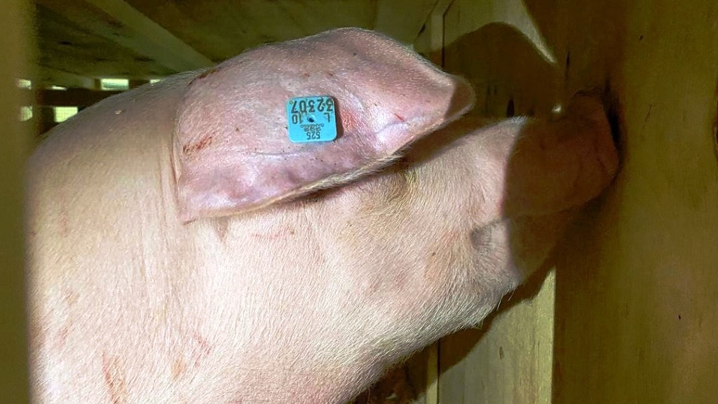 В Кольцово приземлился самолет со свиньями из Дании (ФОТО)
