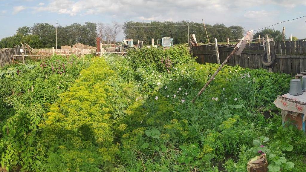 Жительница Югры выращивала на приусадебном участке опийный мак для местных наркоманов