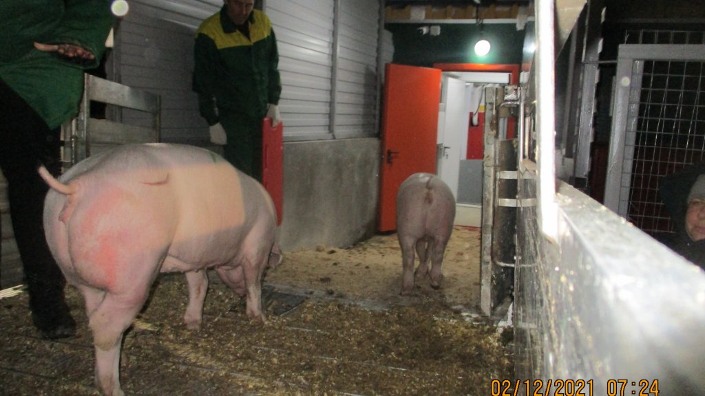 Впервые за 4 года в Тюменскую область прибыли породистые зарубежные свиньи