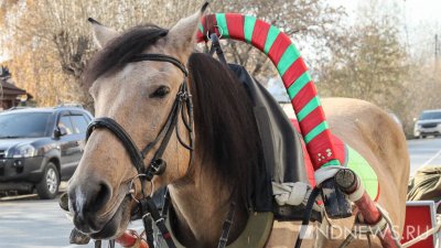 В Якутске откроют штрафстоянку для бродячих лошадей