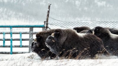 Туристов на Ямале будут возить на самый крупный в мире питомник овцебыков по 25 маршрутам