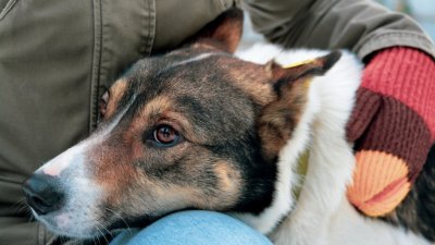 Сотрудники «Спецавтобазы» поймали в Екатеринбурге 756 собак (ФОТО)