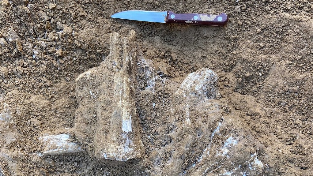Уральские палеонтологи обнаружили кости животных, которым 2,5 миллиона лет (ФОТО)