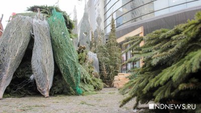 В Екатеринбурге открылись елочные базары: есть элитные деревья за 4 тысячи (ФОТО)