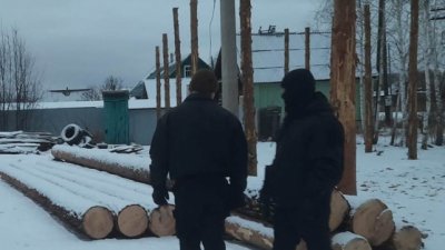 В Челябинской области лесничего задержали за незаконную рубку сосен на 2 миллиона рублей
