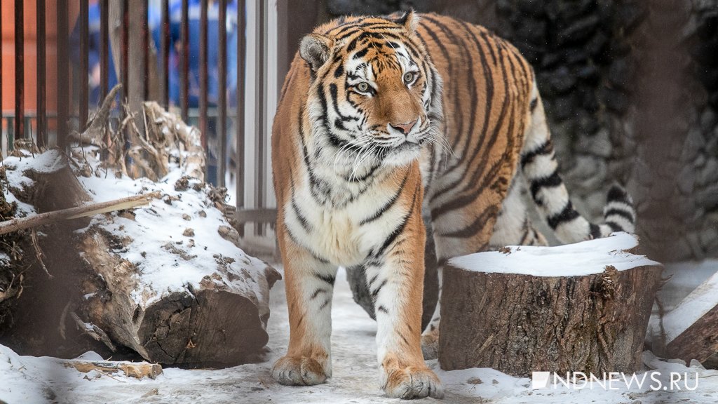 В России пересчитают амурских тигров