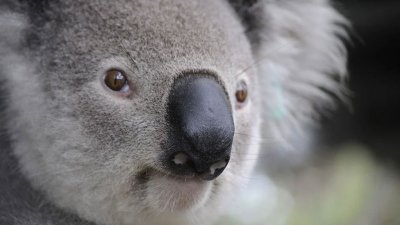 Австралийца обвинили в убийстве десятков коал