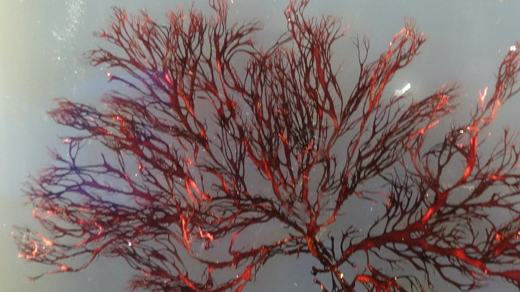 Красные водоросли (97 фото)