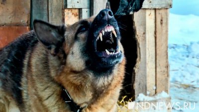 Бродячие собаки напали на мальчика на Камчатке, ведется проверка