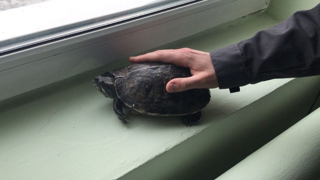 На мусоросортировке в Екатеринбурге нашли черепаху