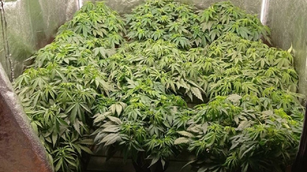 законы о выращивании марихуаны в россии
