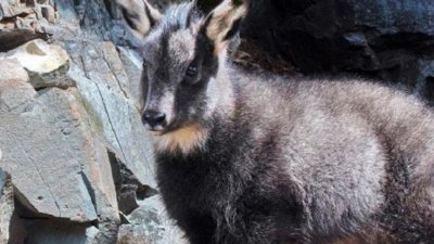 В Приморском нацпарке родился козленок редкого вида впервые за 100 лет