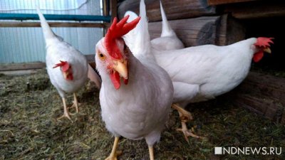 Мясо птицы в России может подорожать из-за запрета поставок из Европы