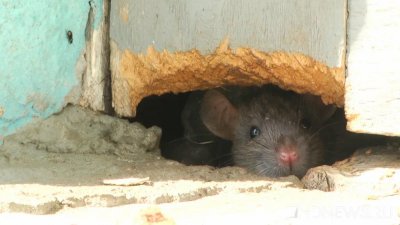 Ученые нашли у мышей опасный для человека коронавирус