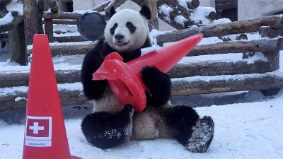 Большие панды определили лидеров пекинской Олимпиады