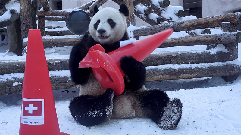 Екатеринбуржцы требуют купить в зоопарк панду
