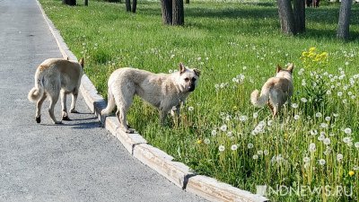В Сызрани стая бродячих собак искусала четырех детей