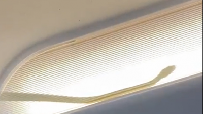 В самолете во время полета пассажиры нашли змею