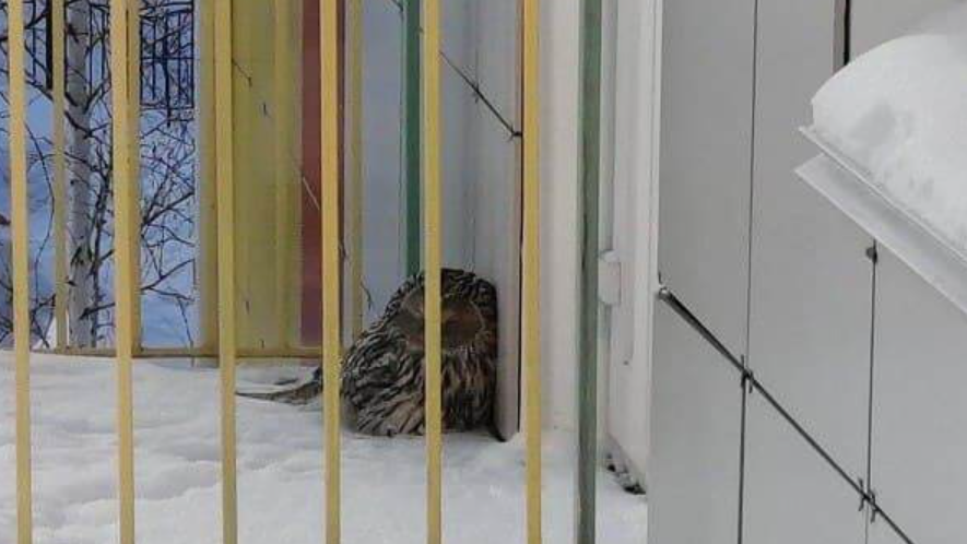 В сугробе у детского сада в Югре нашли сову