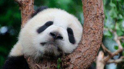 США хотят законодательно лишить Китай монополии на разведение панд