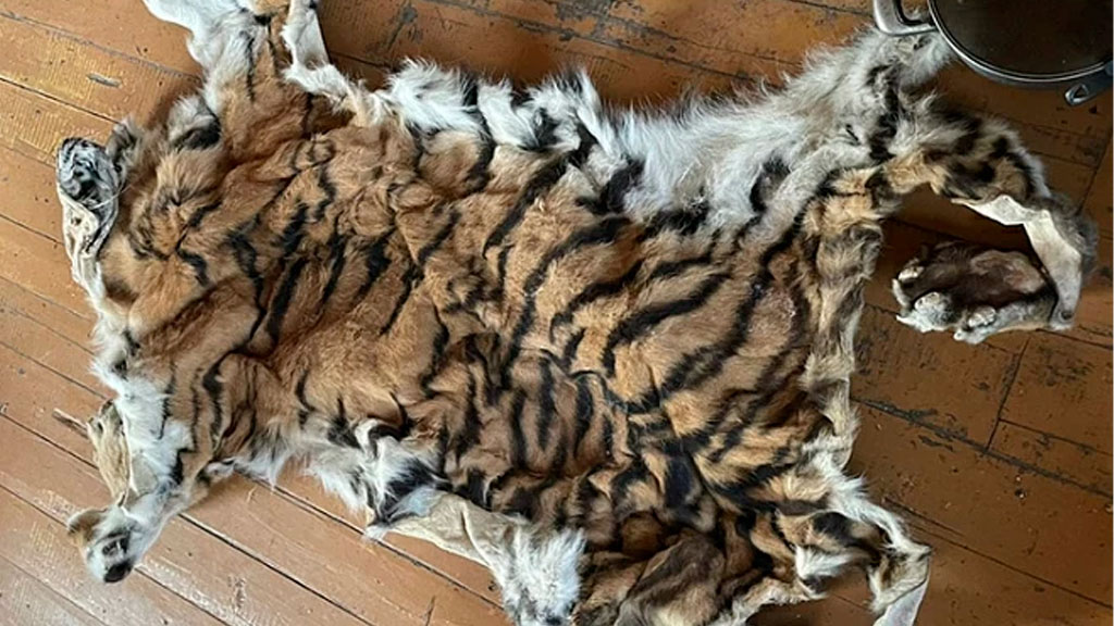Житель Приморья попал под следствие за полученную от отца шкуру тигра