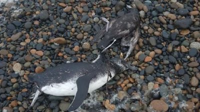 На побережье в Чили нашли 115 мертвых пингвинов