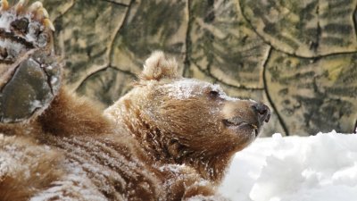 Медведи Екатеринбурга вышли из спячки (ФОТО)