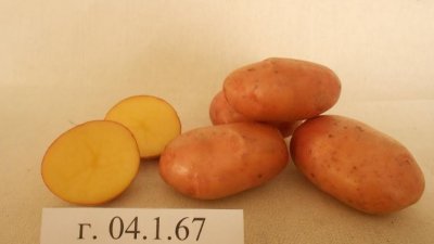 Уральские ученые вывели сорт крупной и красивой картошки (ФОТО)