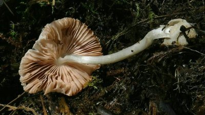 Тюменские учёные нашли на болоте неизвестный науке съедобный гриб