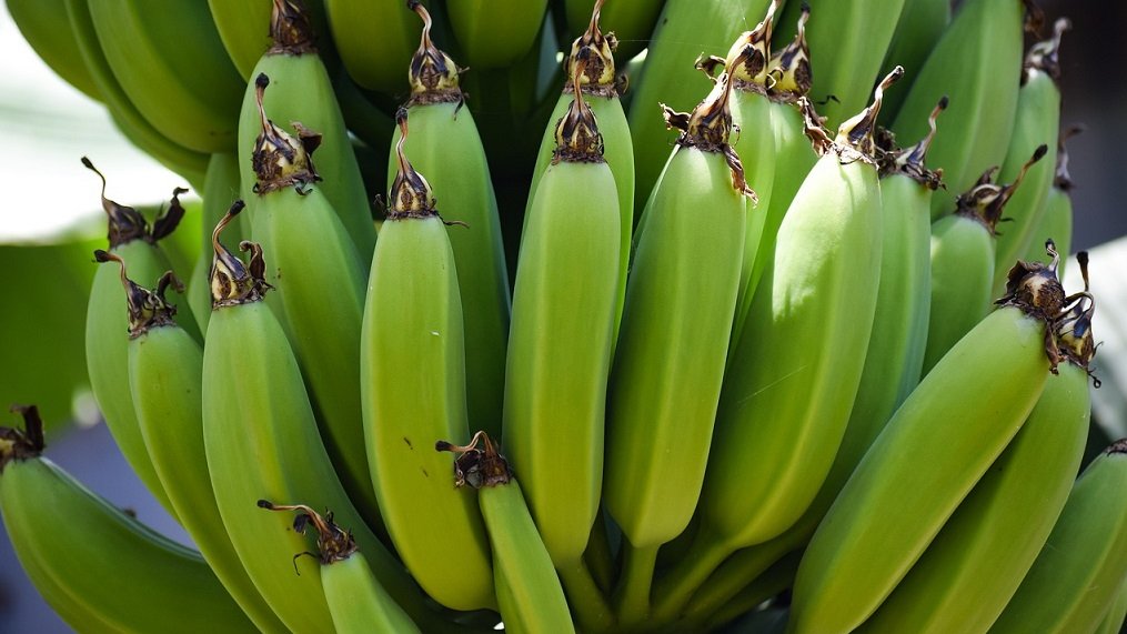 Полиция Эквадора нашла три тонны кокаина в готовых к отправке в Россию бананах