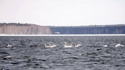 На Белоярское водохранилище прилетели лебеди (ФОТО)