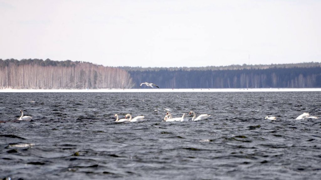 На Белоярское водохранилище прилетели лебеди (ФОТО)