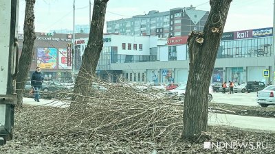 В Екатеринбурге за весну обрезали более 1500 деревьев (ФОТО)