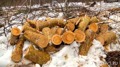 В России снизились объемы вырубки лесов
