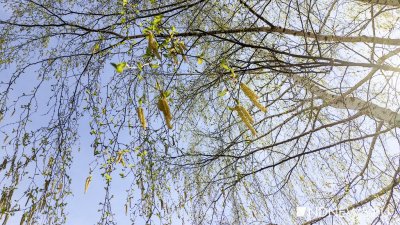 В Екатеринбурге зацвели деревья: у аллергиков – обострение поллиноза
