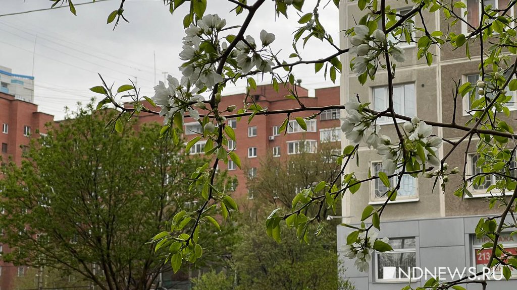 В Екатеринбурге зацвели яблони (ФОТО)