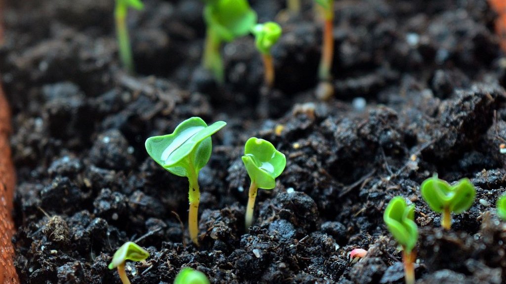 В США ученые впервые вырастили салат в лунной почве