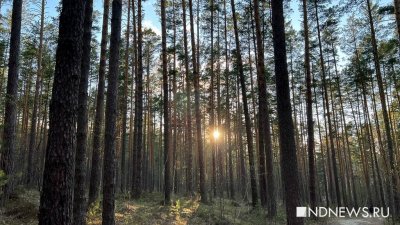 В Екатеринбурге все городские леса обработали от клещей, парки обезопасят до конца мая