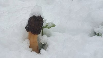 Первые уральские грибы занесло снегом (ФОТО)