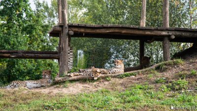 В Крыму леопард напал на человека