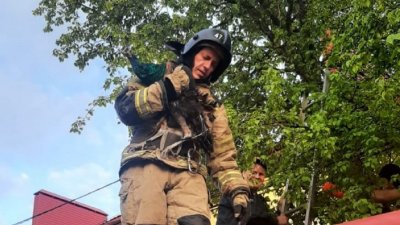 Уральские пожарные сняли с дерева застрявшего павлина (ФОТО)
