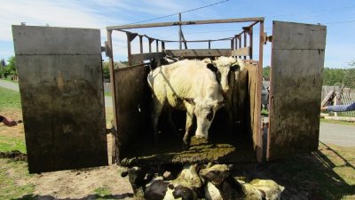 Тюменец похитил коров на 2 млн рублей